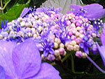 萼紫陽花